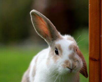 rabbit with one ear up